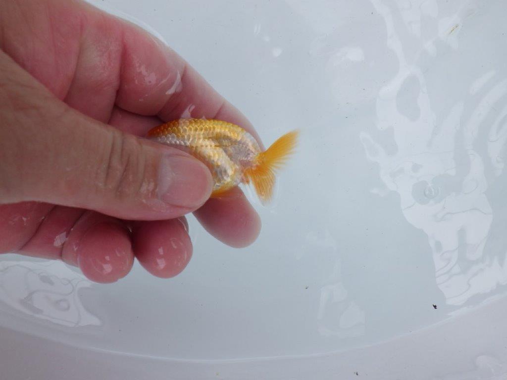 【独占販売！】柄が綺麗でフンタンの良い当歳らんちゅう！　約7ｃｍ前後