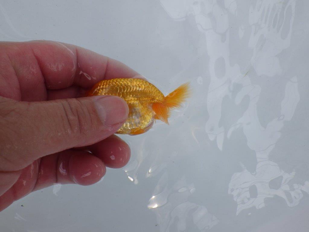 【独占販売！】素晴らしいフンタンの発育の当歳らんちゅう！　約8ｃｍ前後