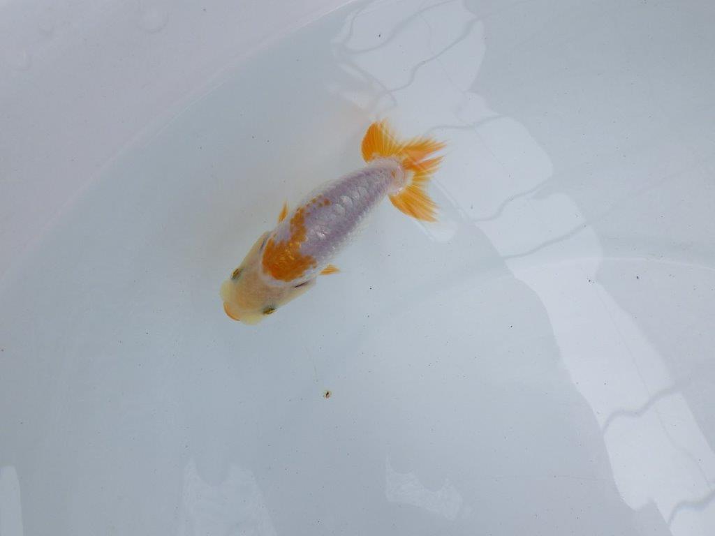 【独占販売！】背中のラインが綺麗で水槽映え当歳らんちゅう！　約9,５ｃｍ前後