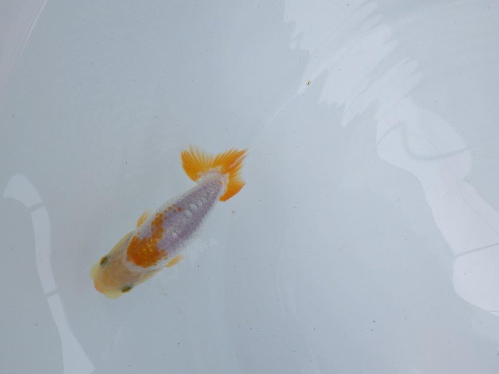 【独占販売！】背中のラインが綺麗で水槽映え当歳らんちゅう！　約9,５ｃｍ前後