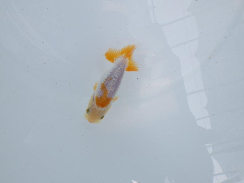 【独占販売！】背中のラインが綺麗で水槽映え当歳らんちゅう！　約9,５ｃｍ前後