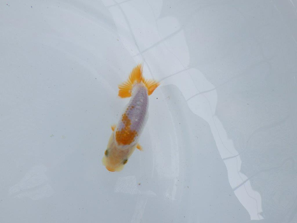 【独占販売！】背中のラインが綺麗で水槽映え当歳らんちゅう！　約9,５ｃｍ前後