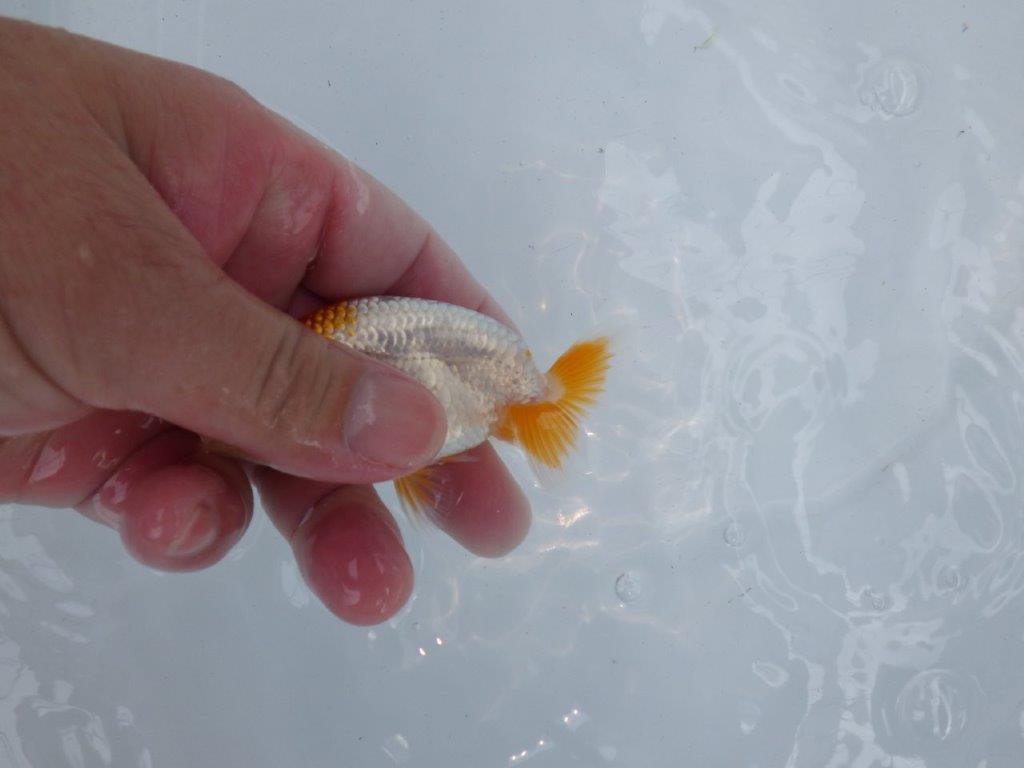 【独占販売！】背中のラインが綺麗で水槽映え当歳らんちゅう！　約9,５ｃｍ前後