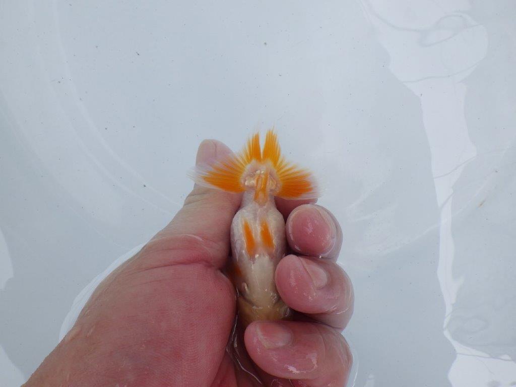 【独占販売！】背中のラインが綺麗で水槽映え当歳らんちゅう！　約9,５ｃｍ前後