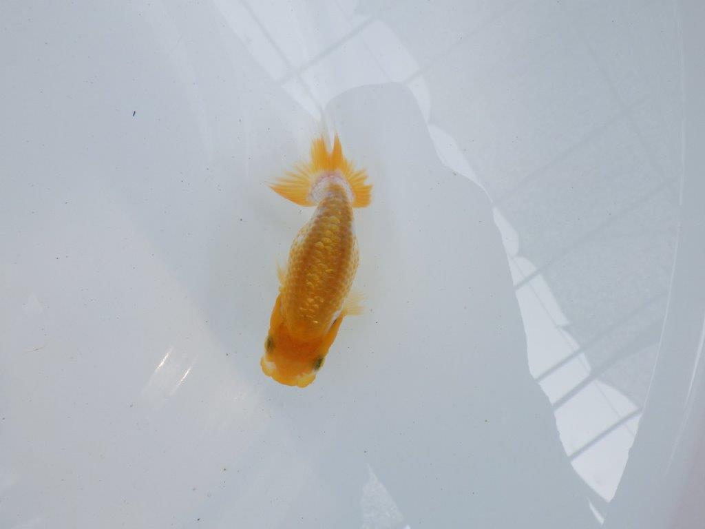 【独占販売！】丸みのある背のラインが特徴の当歳らんちゅう！　約8,５ｃｍ前後