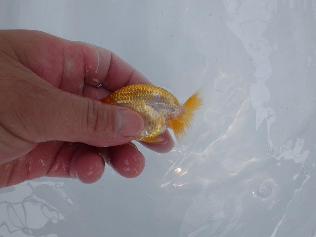 【独占販売！】丸みのある背のラインが特徴の当歳らんちゅう！　約8,５ｃｍ前後