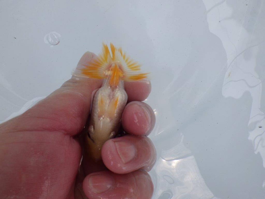 【独占販売！】尾の色の抜け方が面白い当歳らんちゅう！　約8,5ｃｍ前後