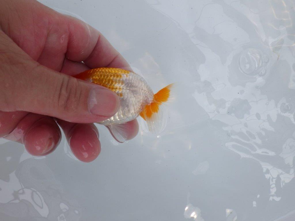 【独占販売！】頭の雰囲気が他とは違う当歳らんちゅう！　約9,5ｃｍ前後