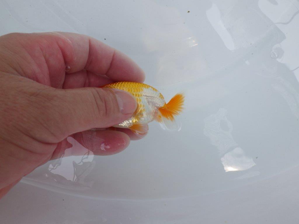 【独占販売！】飼い込みお勧めの綺麗な更紗当歳らんちゅう！　約9ｃｍ前後