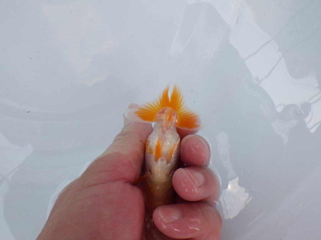 【独占販売！】飼い込みお勧めの綺麗な更紗当歳らんちゅう！　約9ｃｍ前後