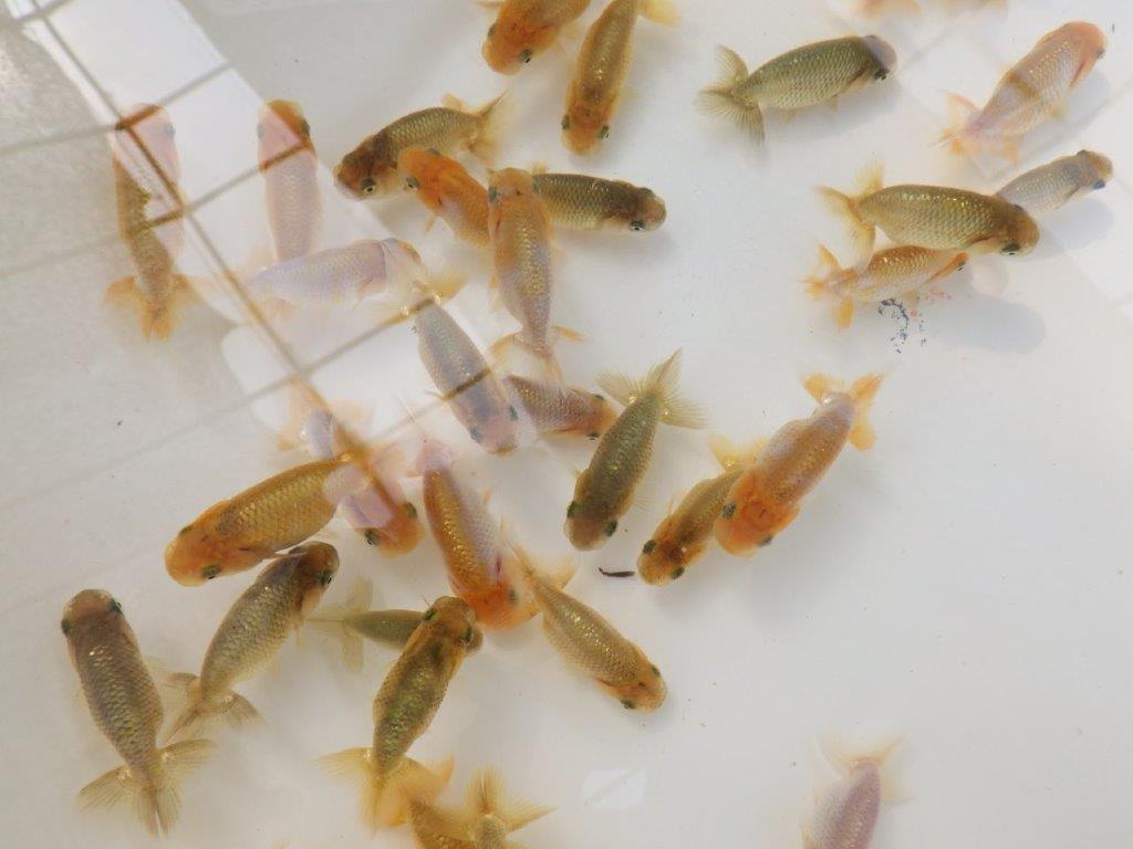 【超お勧め！】愛知超優良系統様　ワンランク上の　５尾セット　約６ｃｍ～