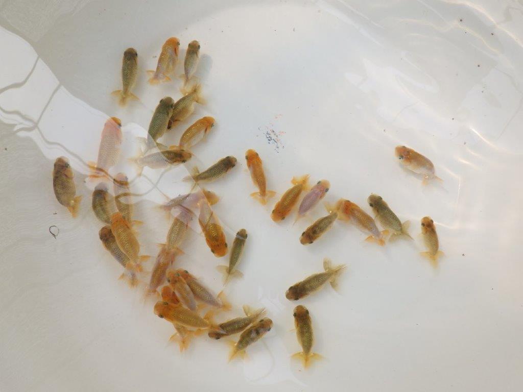 【超お勧め！】愛知超優良系統様　ワンランク上の　５尾セット　約６ｃｍ～