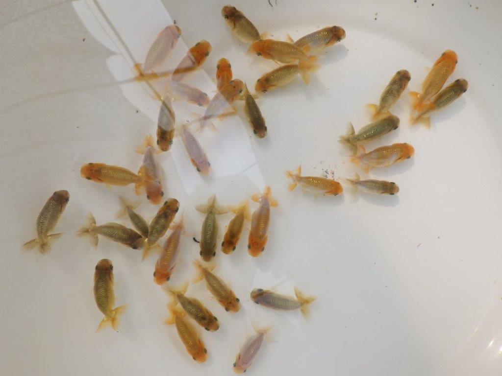 【超お勧め！】愛知超優良系統様　ワンランク上の　５尾セット　約６ｃｍ～