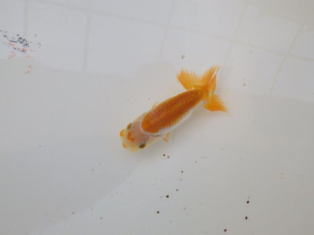 【 サマーセール　第三弾】色柄が綺麗で水槽映えしそうな更紗らんちゅう！　　１週間限定販売　約10,5㎝