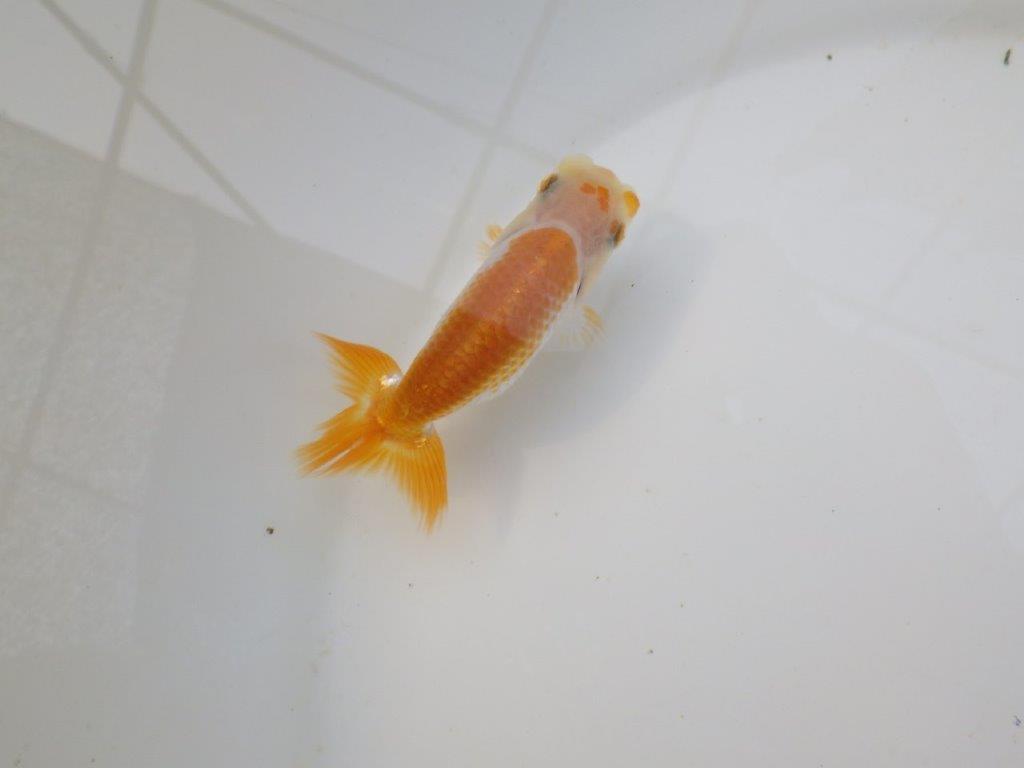 【 サマーセール　第三弾】色柄が綺麗で水槽映えしそうな更紗らんちゅう！　　１週間限定販売　約10,5㎝