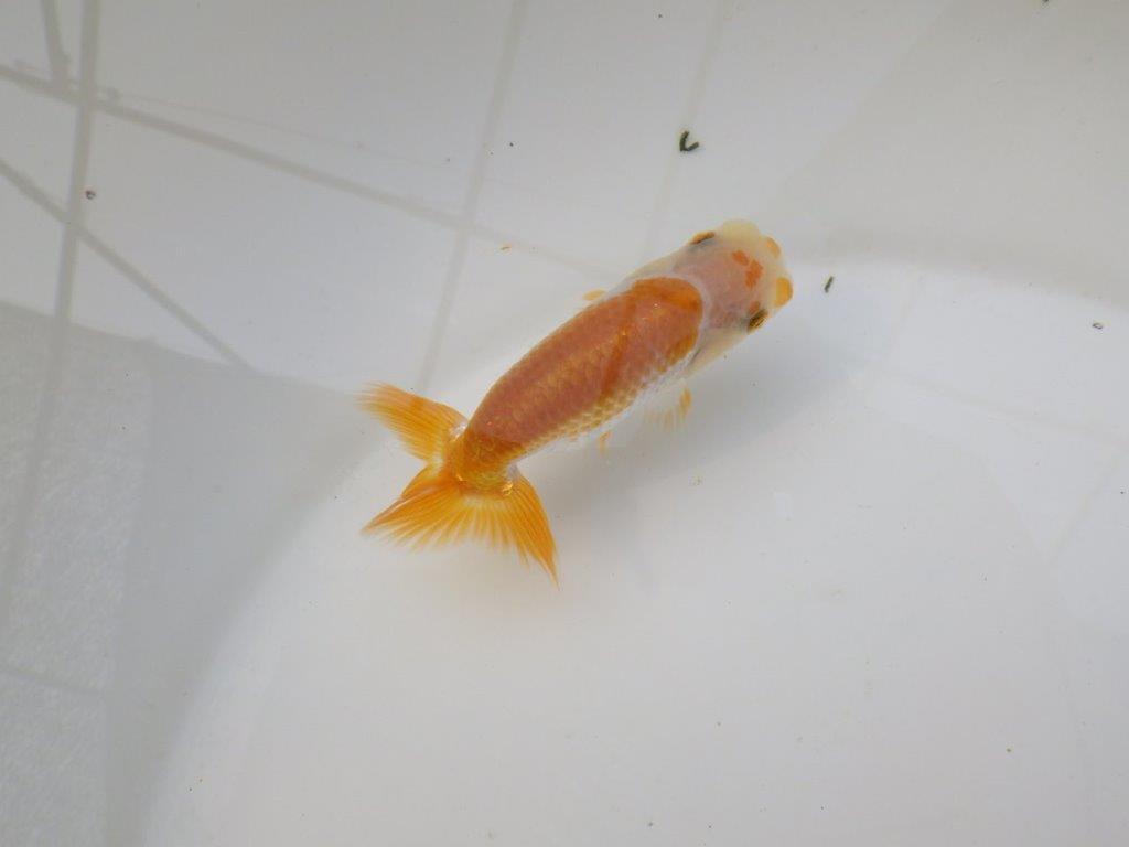 【 サマーセール　第三弾】色柄が綺麗で水槽映えしそうな更紗らんちゅう！　　１週間限定販売　約10,5㎝