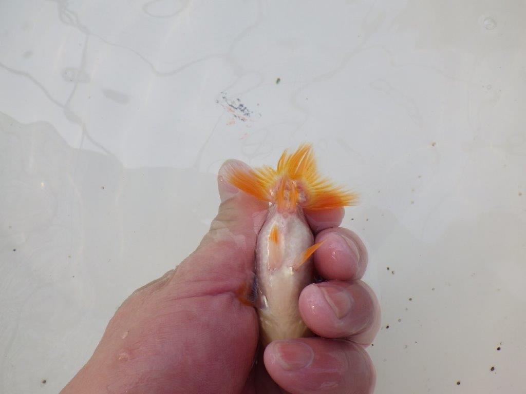 【 サマーセール　第三弾】色柄が綺麗で水槽映えしそうな更紗らんちゅう！　　１週間限定販売　約10,5㎝