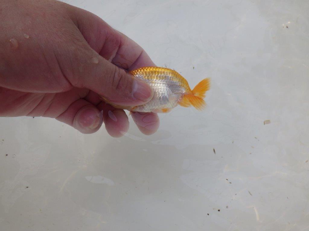 【 サマーセール　第三弾】色柄が綺麗で水槽映えしそうな更紗らんちゅう！　　１週間限定販売　約10,5㎝