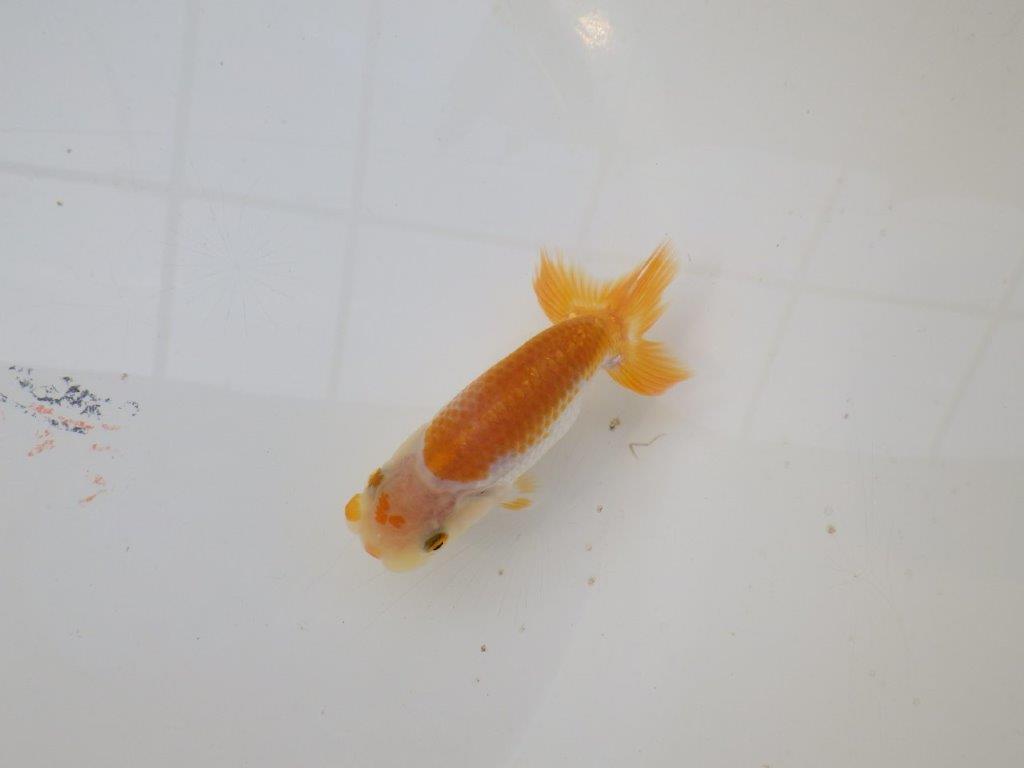 【 サマーセール　第三弾】色柄が綺麗で水槽映えしそうな更紗らんちゅう！　　１週間限定販売　約10,5㎝の上身