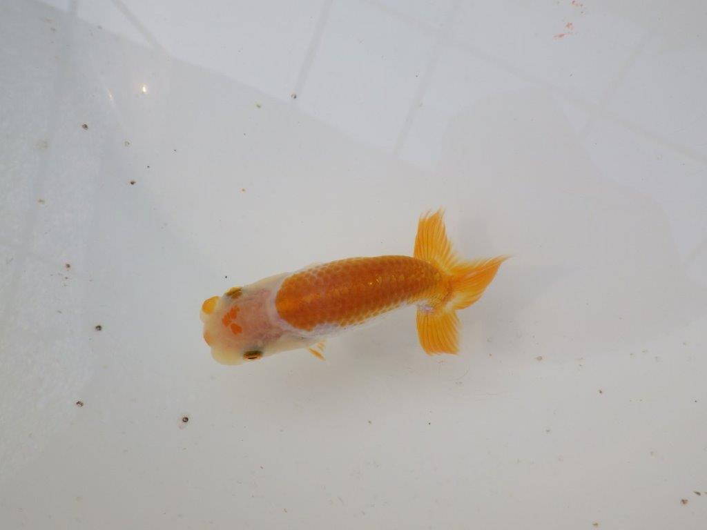 【 サマーセール　第三弾】色柄が綺麗で水槽映えしそうな更紗らんちゅう！　　１週間限定販売　約10,5㎝