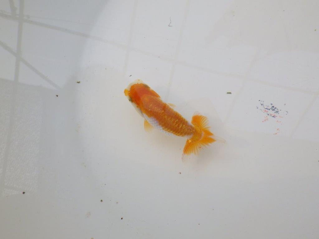 【 サマーセール　第三弾】フンタン。尾張り。綺麗な更紗らんちゅう！　　１週間限定販売　約10㎝