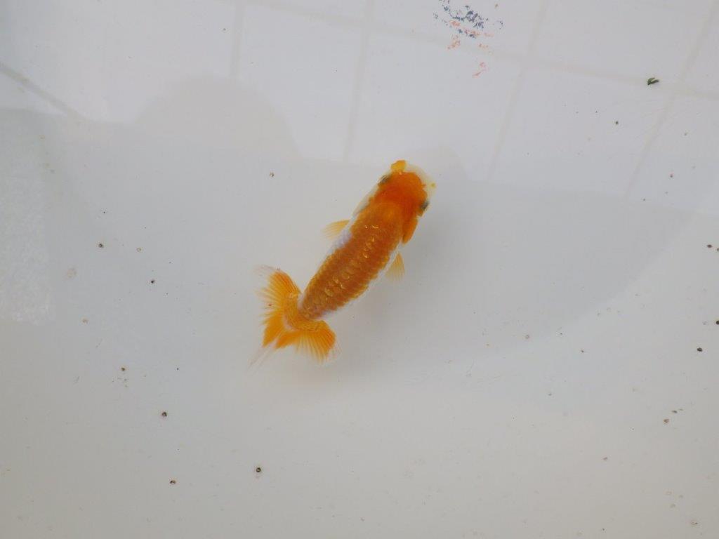 【 サマーセール　第三弾】フンタン。尾張り。綺麗な更紗らんちゅう！　　１週間限定販売　約10㎝の上身