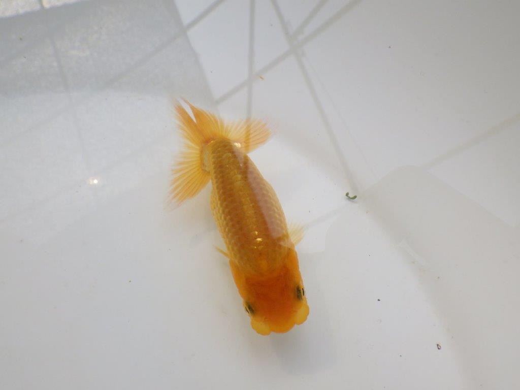 【 サマーセール　第三弾】尾張りが非常に良く見栄えの良いらんちゅう！　　１週間限定販売　約10,5㎝