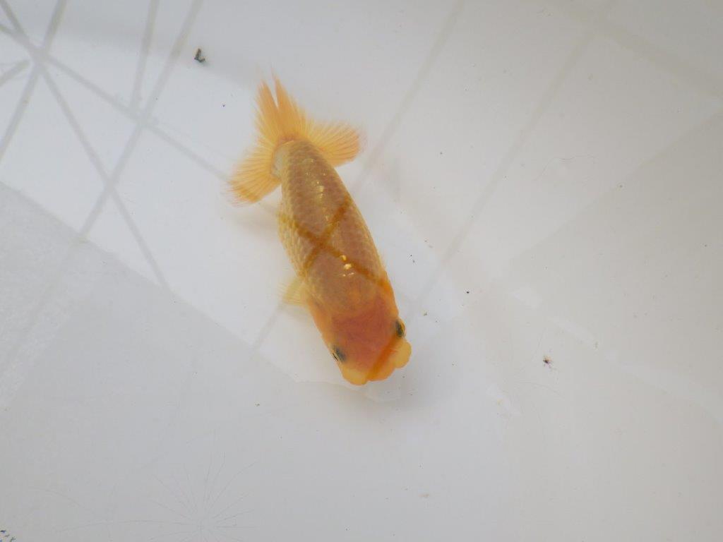 【 サマーセール　第三弾】尾張りが非常に良く見栄えの良いらんちゅう！　　１週間限定販売　約10,5㎝