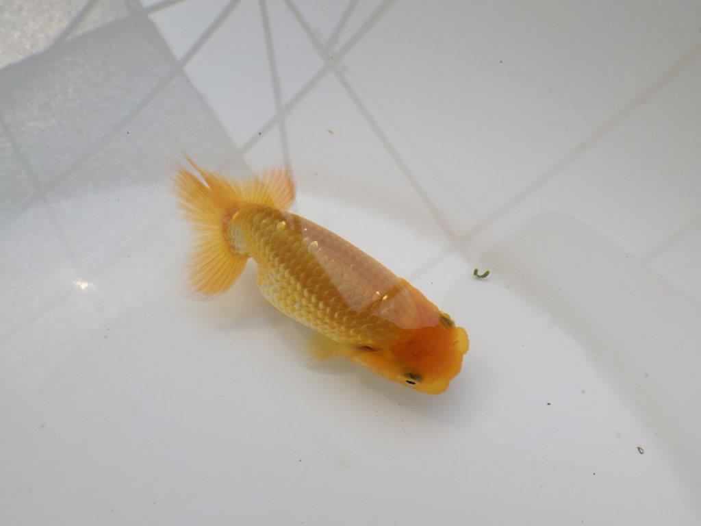 【 サマーセール　第三弾】尾張りが非常に良く見栄えの良いらんちゅう！　　１週間限定販売　約10,5㎝の上身