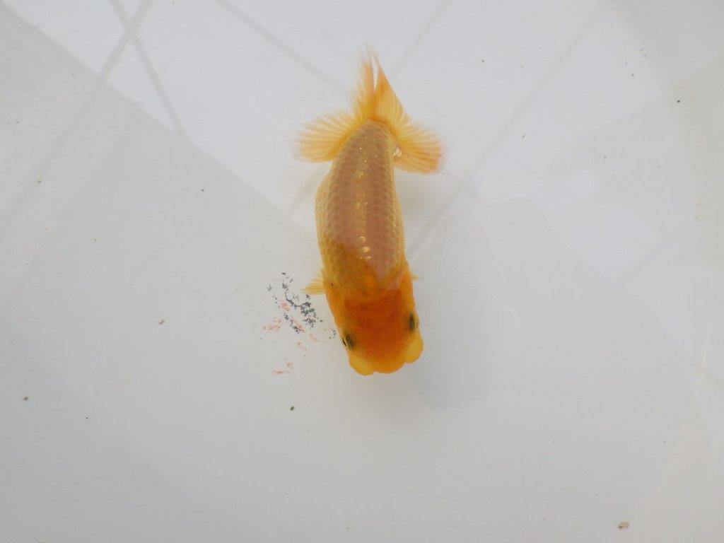 【 サマーセール　第三弾】尾張りが非常に良く見栄えの良いらんちゅう！　　１週間限定販売　約10,5㎝
