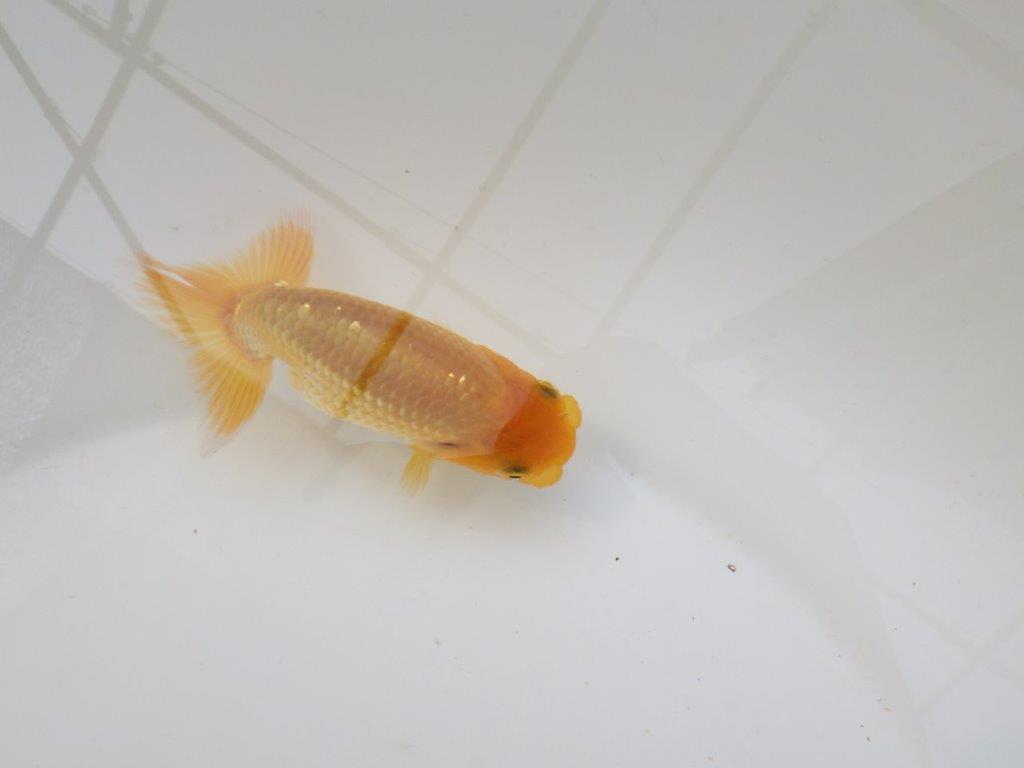 【 サマーセール　第三弾】尾張りが非常に良く見栄えの良いらんちゅう！　　１週間限定販売　約10,5㎝