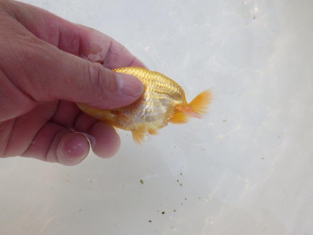 【 サマーセール　第三弾】尾張りが非常に良く見栄えの良いらんちゅう！　　１週間限定販売　約10,5㎝