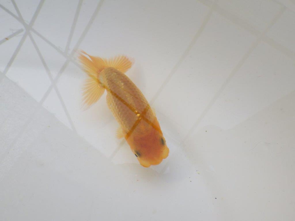 【 サマーセール　第三弾】尾張りが非常に良く見栄えの良いらんちゅう！　　１週間限定販売　約10,5㎝