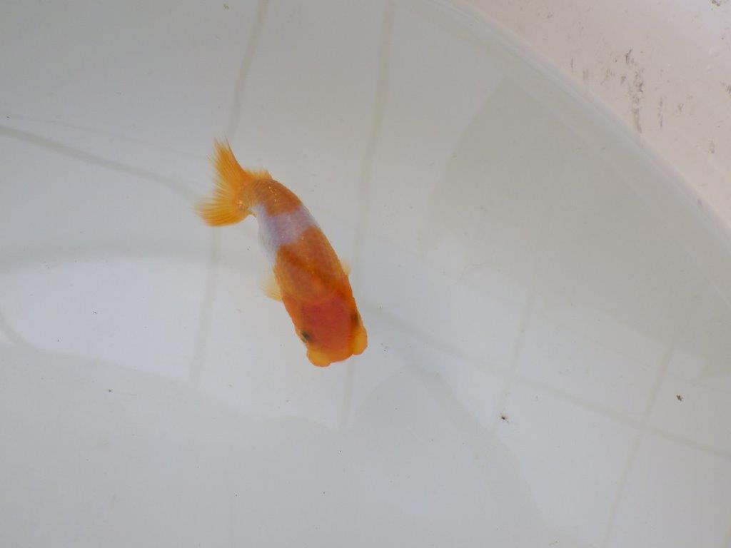 【 サマーセール　第三弾】頭、尾の雰囲気がとても良い更紗らんちゅう！　　１週間限定販売　約10㎝