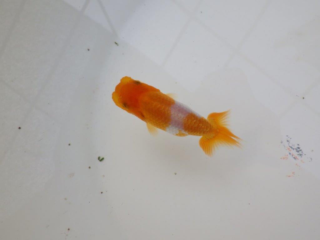 【 サマーセール　第三弾】頭、尾の雰囲気がとても良い更紗らんちゅう！　　１週間限定販売　約10㎝