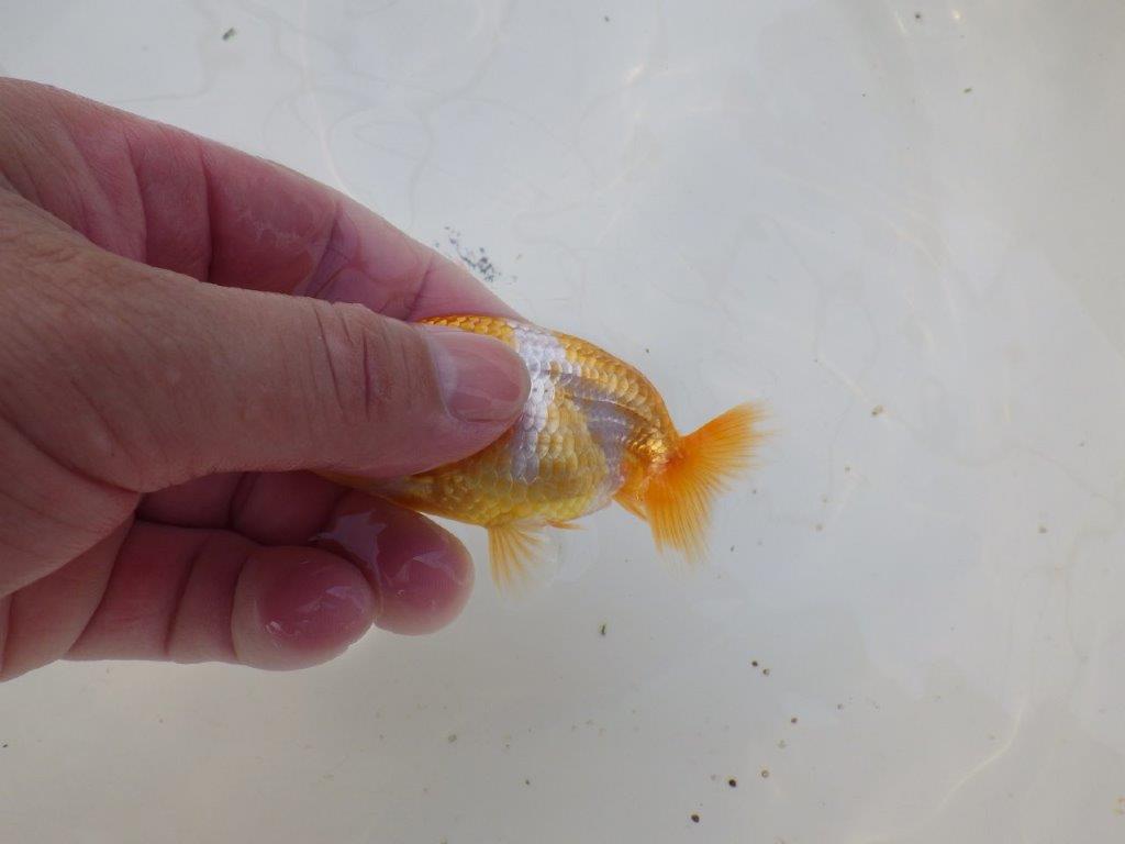 【 サマーセール　第三弾】頭、尾の雰囲気がとても良い更紗らんちゅう！　　１週間限定販売　約10㎝
