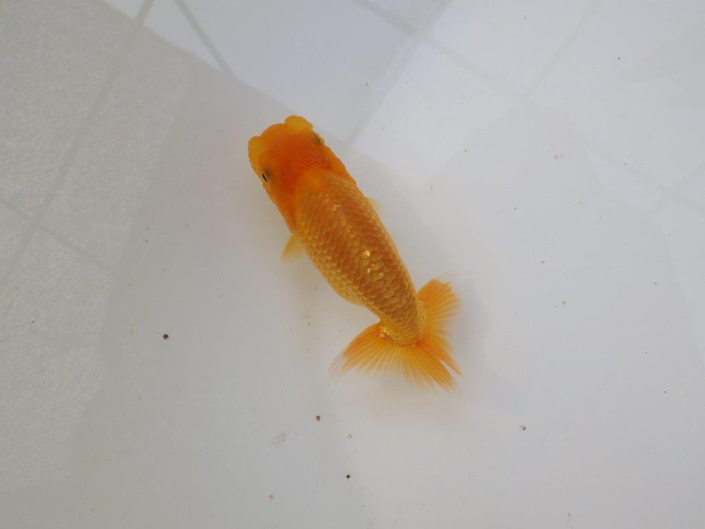 【 サマーセール　第三弾】雰囲気が非常に良いらんちゅう！　　１週間限定販売　約10,5㎝
