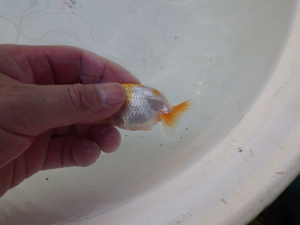 【 サマーセール　第三弾】素材が良く飼い込みお勧めの更紗らんちゅう！　　１週間限定販売　約9㎝