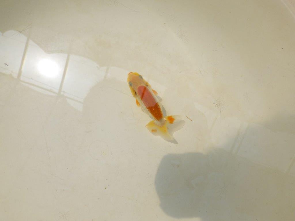 【激レア入荷!山田芳人氏作出!当歳らんちゅう 】背のラインも綺麗で上見も横見も!約7,5㎝