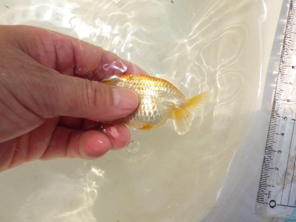 【激レア入荷!山田芳人氏作出!当歳らんちゅう 】背中のカナコが綺麗!約9㎝