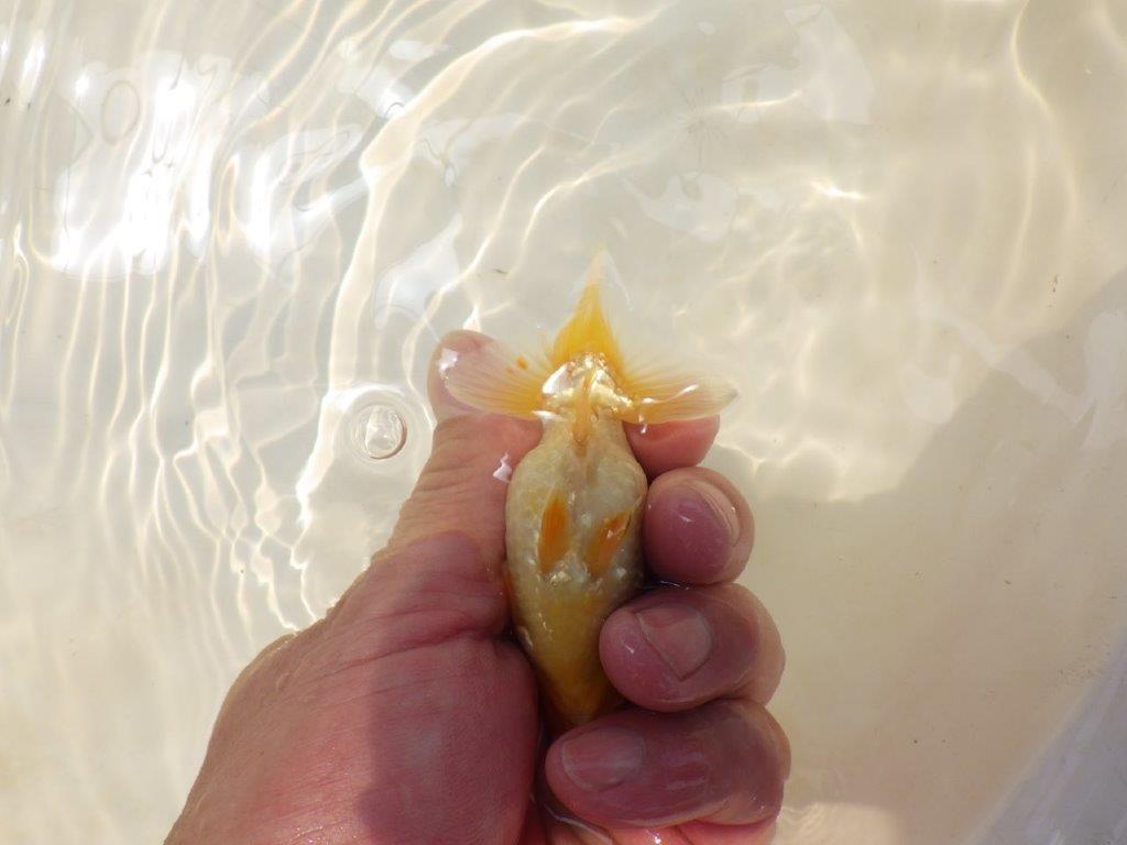 【激レア入荷!山田芳人氏作出!当歳らんちゅう 】背中のカナコが綺麗!約9㎝
