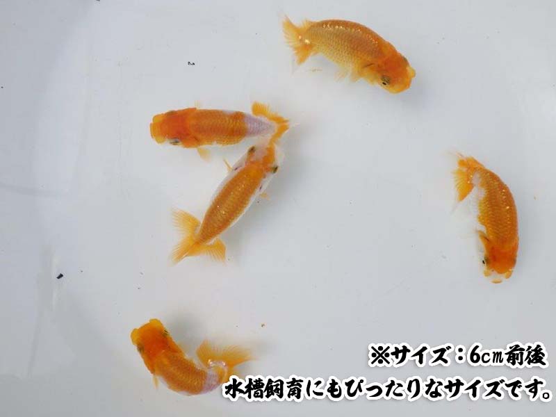 全国大会東大関獲得系統ではじめるらんちゅう飼育！当歳らんちゅう５尾＆飼育グッズ付きセット