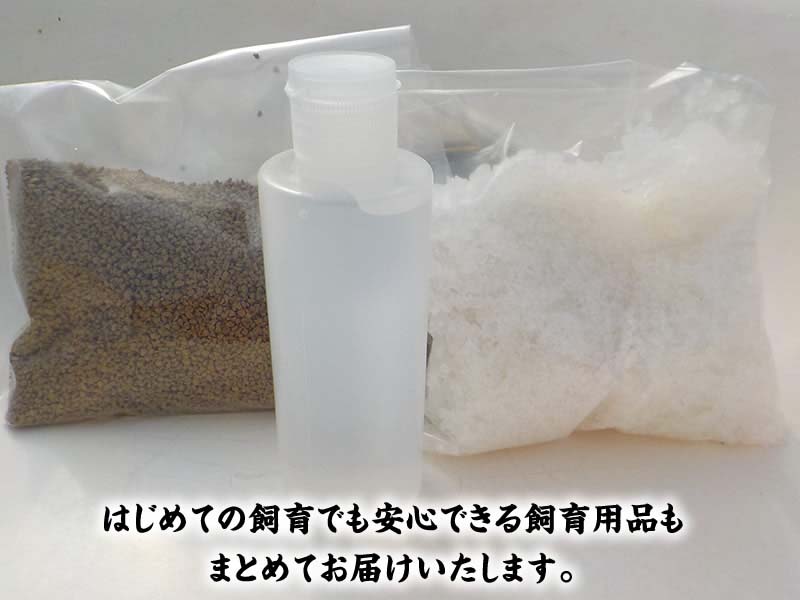 全国大会東大関獲得系統ではじめるらんちゅう飼育！当歳らんちゅう５尾＆飼育グッズ付きセット