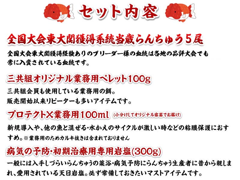 全国大会東大関獲得系統ではじめるらんちゅう飼育！当歳らんちゅう５尾＆飼育グッズ付きセット