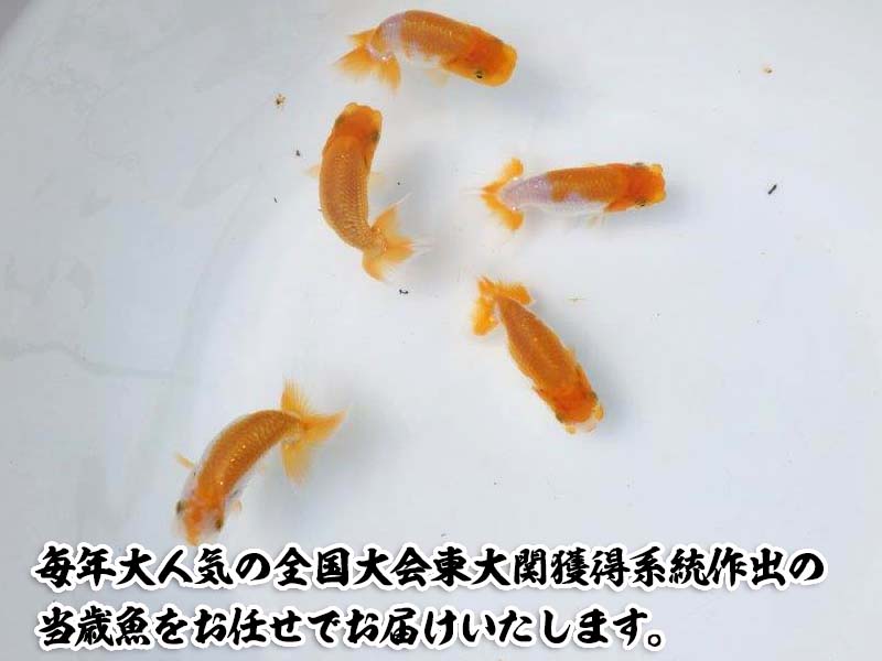 全国大会東大関獲得系統ではじめるらんちゅう飼育！当歳らんちゅう５尾＆飼育グッズ付きセット
