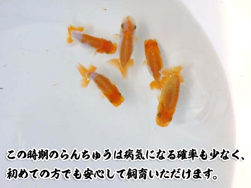 全国大会東大関獲得系統ではじめるらんちゅう飼育！当歳らんちゅう５尾＆飼育グッズ付きセット