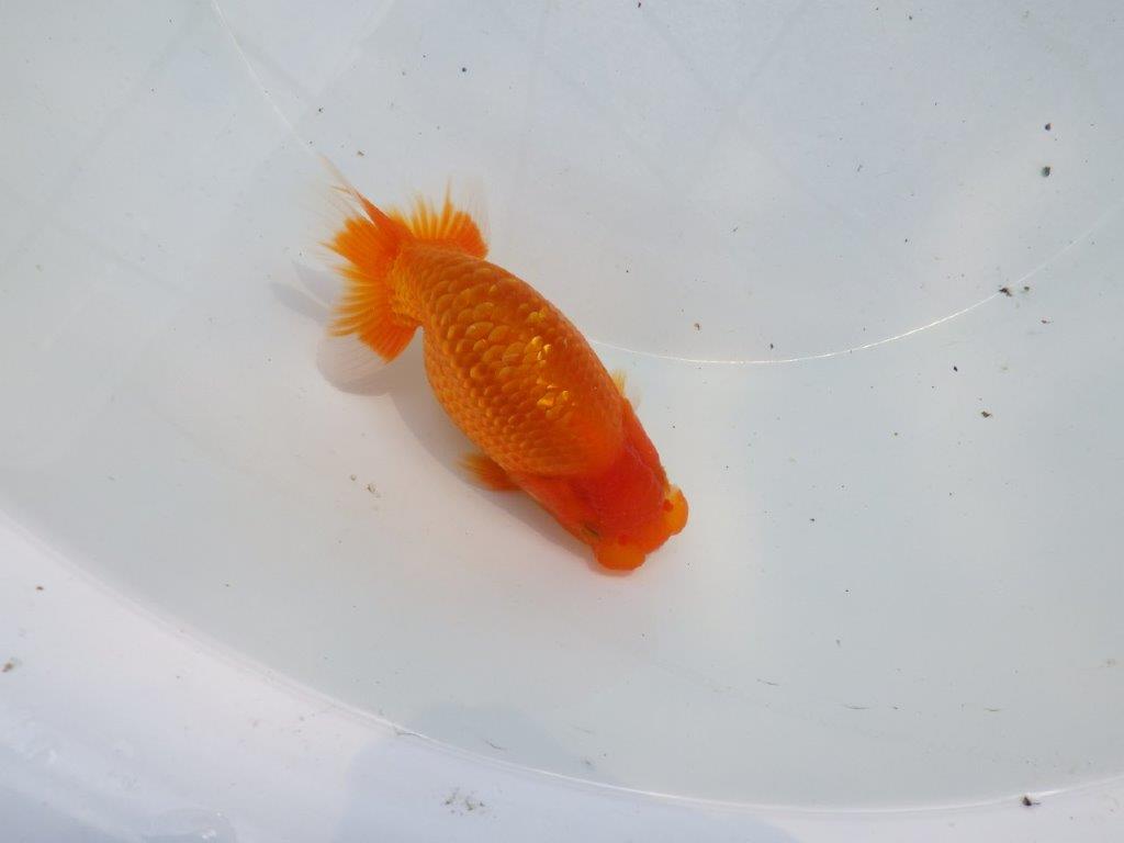 【愛知M 様】良さがわかる方に飼育して頂きたい当歳らんちゅう 約12㎝
