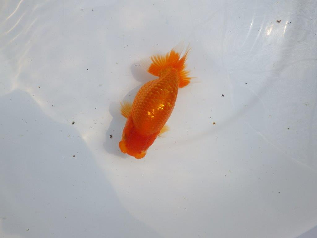 【愛知M 様】良さがわかる方に飼育して頂きたい当歳らんちゅう 約12㎝