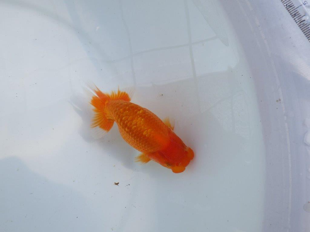 【愛知M 様】良さがわかる方に飼育して頂きたい当歳らんちゅう 約12㎝