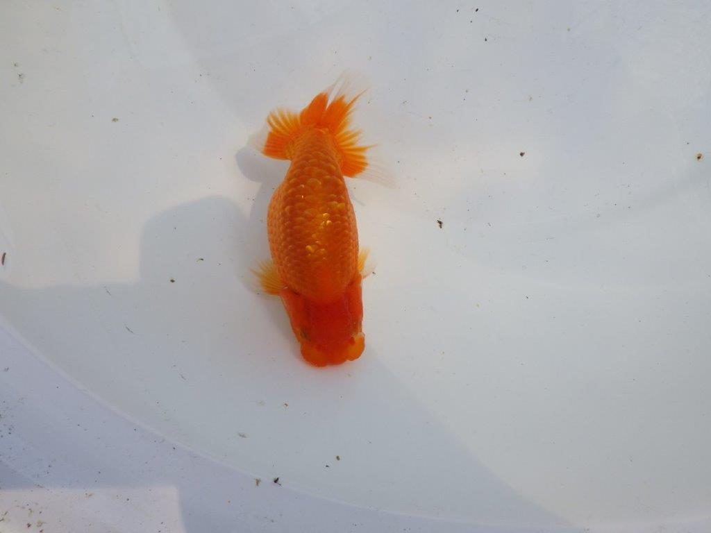 【愛知M 様】良さがわかる方に飼育して頂きたい当歳らんちゅう 約12㎝